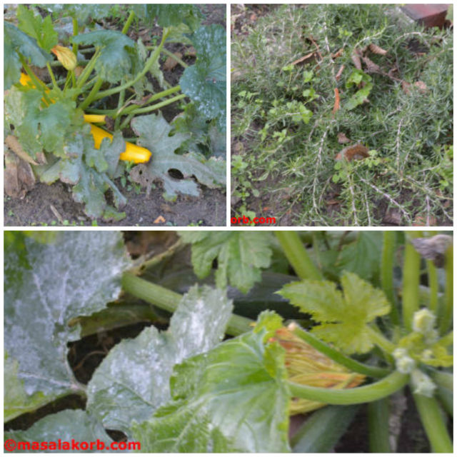 My garden Veggies_collage1