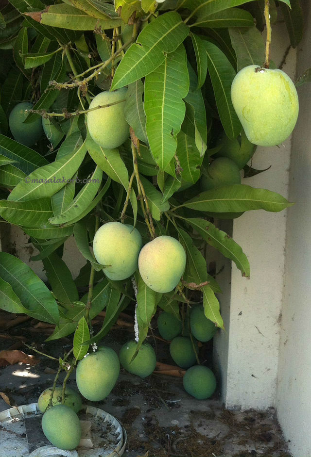 Mango tree