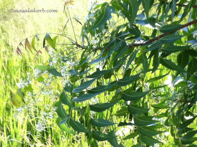 Neem tree with flowers / margosa flowers